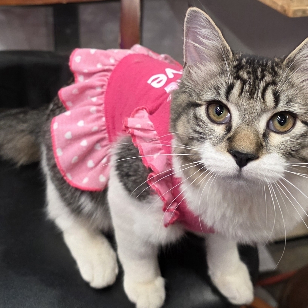 Donation To Warren County Animal Ark